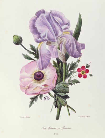 Iris, Anemone and Geranium, engraved by Pointel du Portail by Pierre Joseph Redouté
